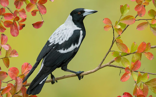 Majestic Bird Perched Among Colorful Autumn screenshot 2