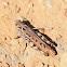 Moroccan Locust