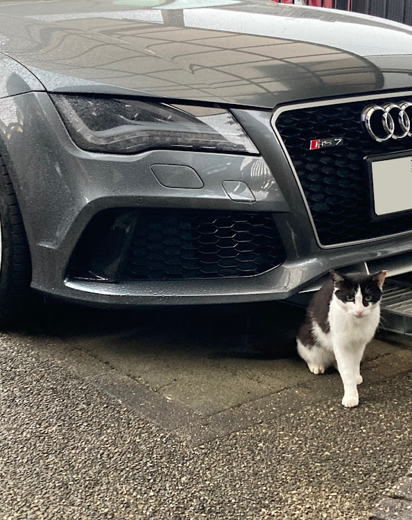 RS7 スポーツバックの猫に関するカスタム事例の投稿画像1枚目