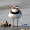 Semipalmated Plover