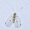 Lacewing