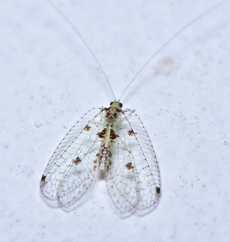 Lacewing