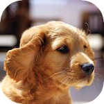 Cover Image of Télécharger Dog Wallpapers HD 1.0 APK
