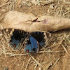 Blue Pansy Butterfly