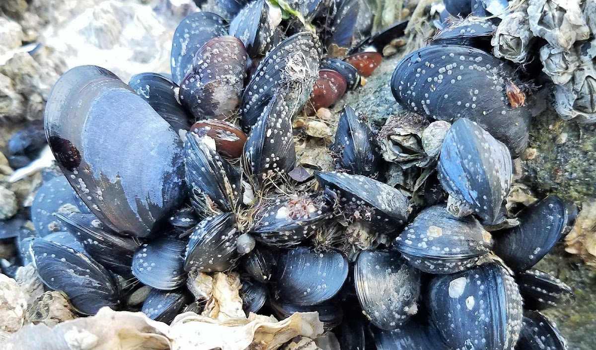 Pacific Blue Mussel