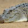 Estuarine Crocodile