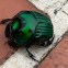 Rhinoceros dung beetle