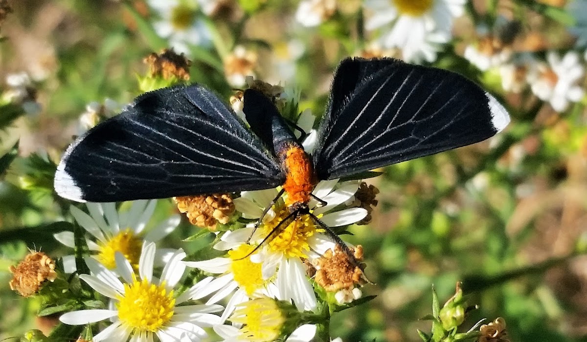 White-tipped black