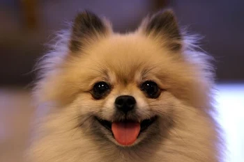 犬