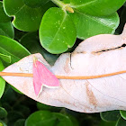 Southern Pink Moth