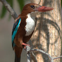 White-throated Kingfisher