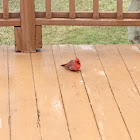 Northern Cardinal