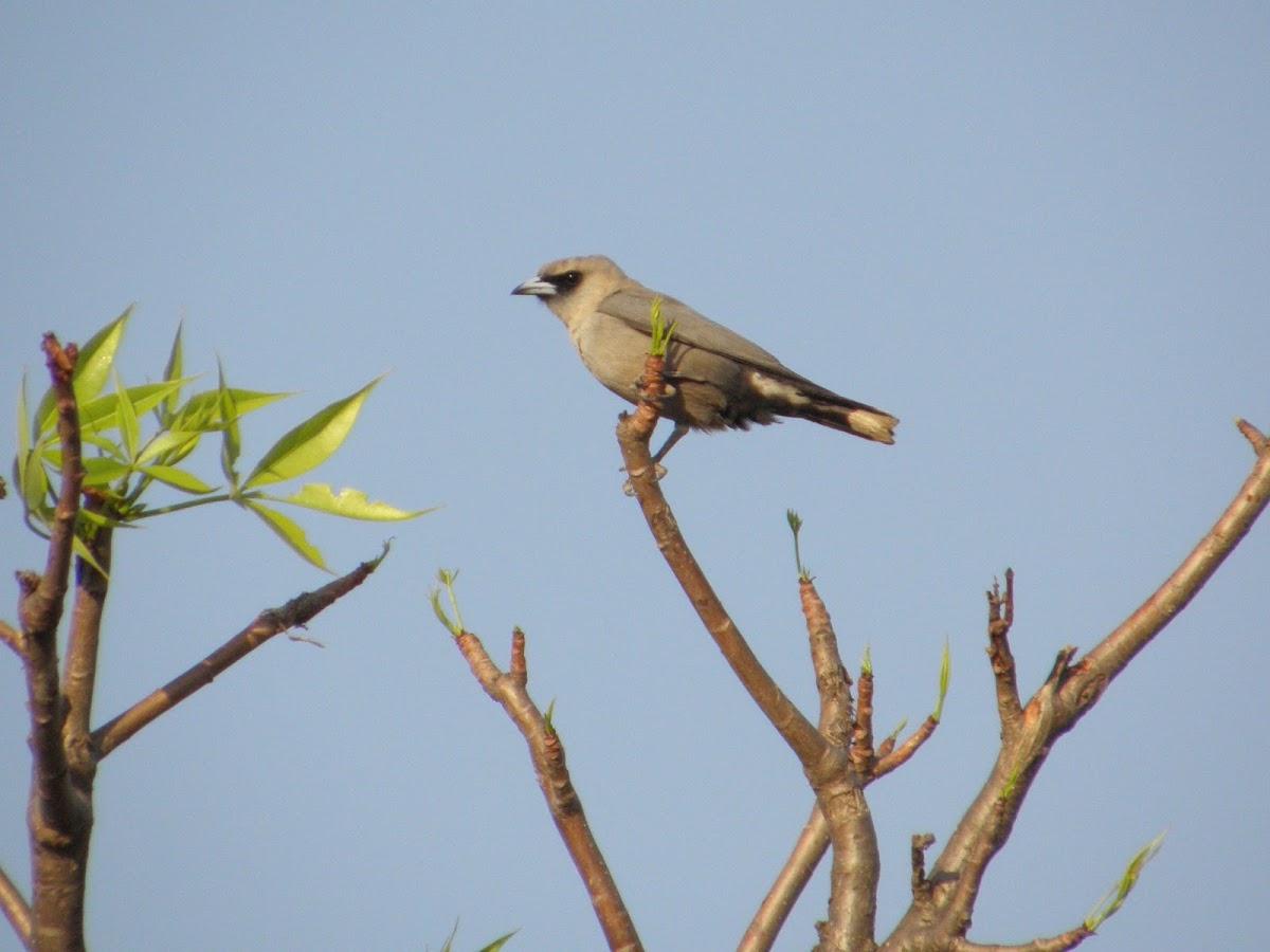 Black-faced Woodswallow