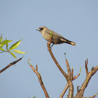 Black-faced Woodswallow