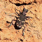 Tiger beetle