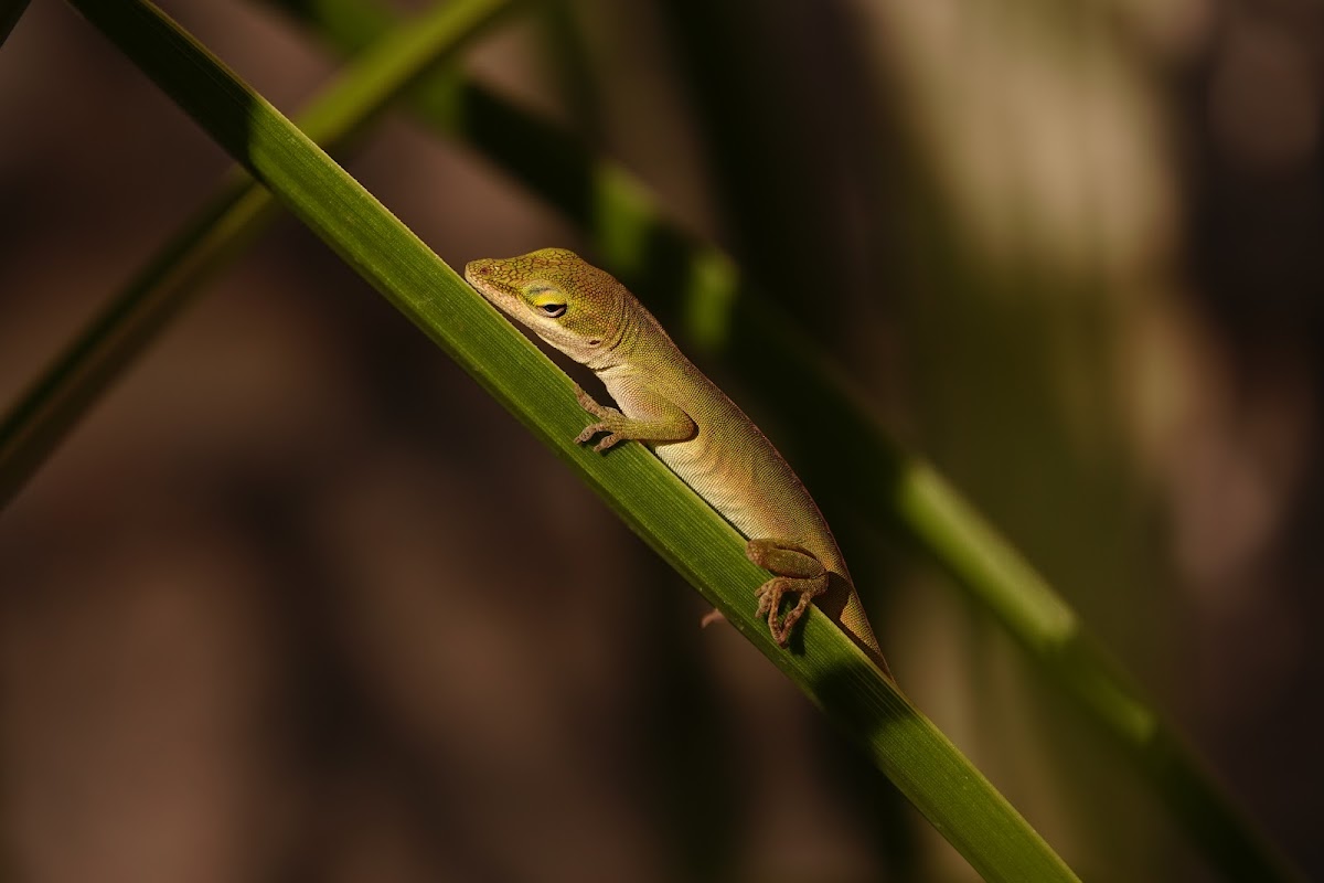 Green Anole