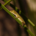 Green Anole