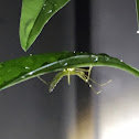 Assassin bug nymph