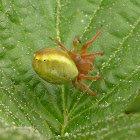 Sixspotted Orbweaver ♀