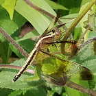 Pied paddy skipper female