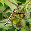 Pied paddy skipper female