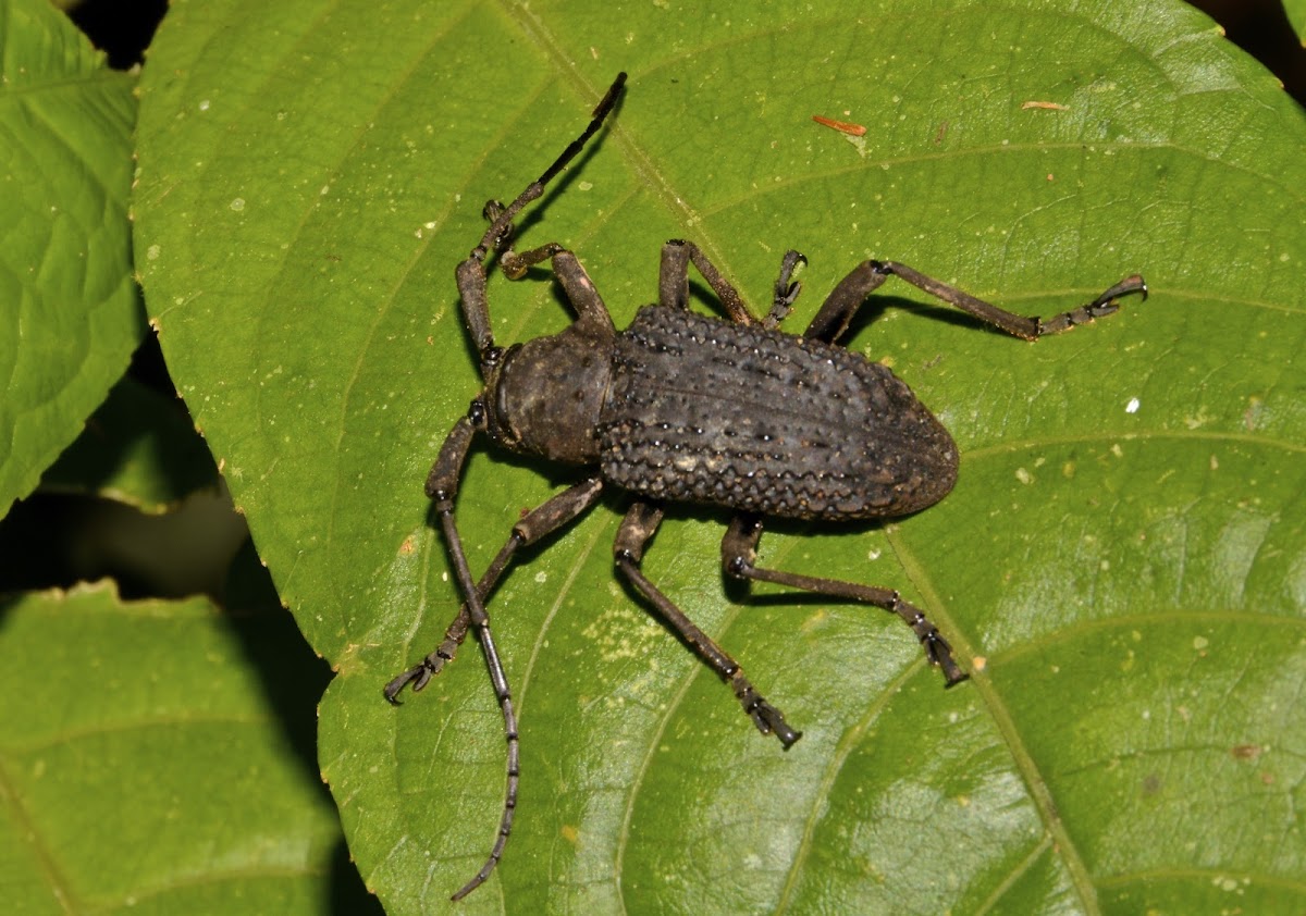 Longhorn Beetle