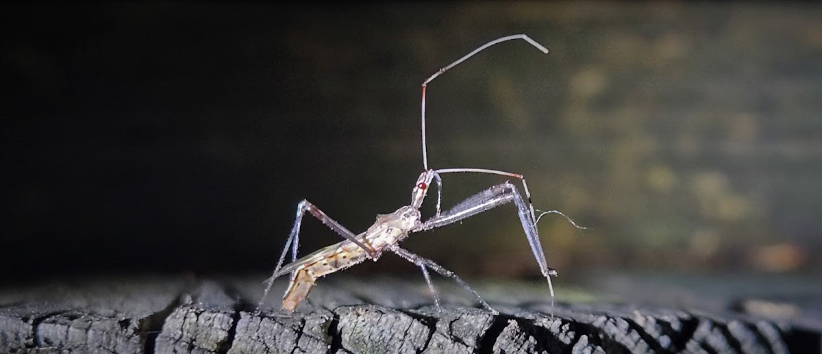 Four-spurred Assassin Bug