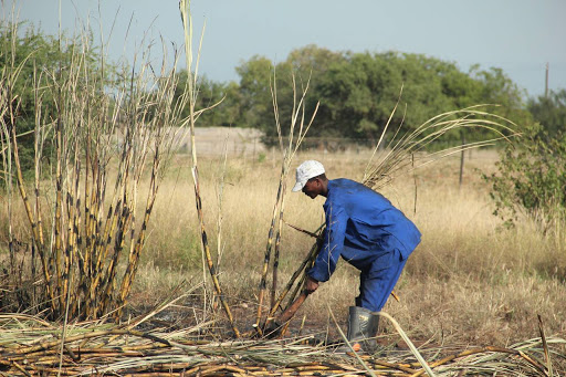 Sugarcane fields being harvested. File photo: SUPPLIED