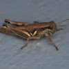 Brownsville Short-Wing Grasshopper