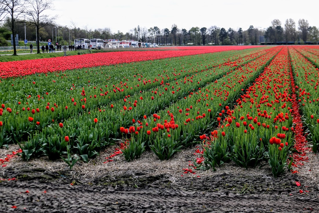 Парк Keukenhof, Ouddorp и Rotterdam "на закуску" - апрель 2017