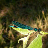 Libellula di 