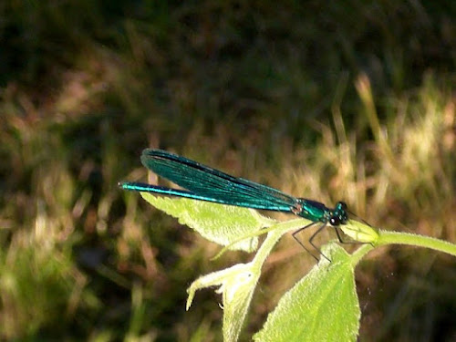 Libellula di Wilmanna