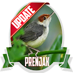 Masteran Kicau Prenjak Apk