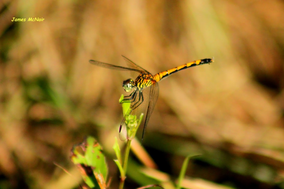 Seaside Dragonlet Dragonfly