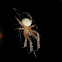 White Orbweaver