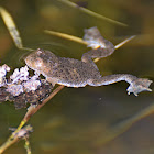 Yellow-bellied Toad