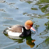 Red Crested Pochard