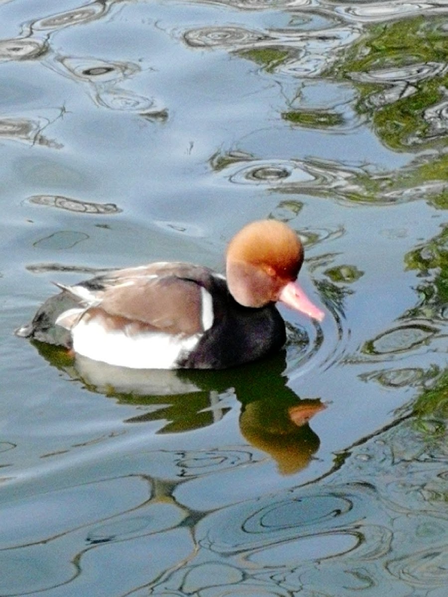 Red Crested Pochard