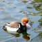 Red Crested Pochard