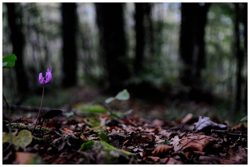 Fiore d'autunno  di alessandro_bello