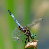 Blue Dasher