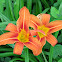 Orange Day-lily