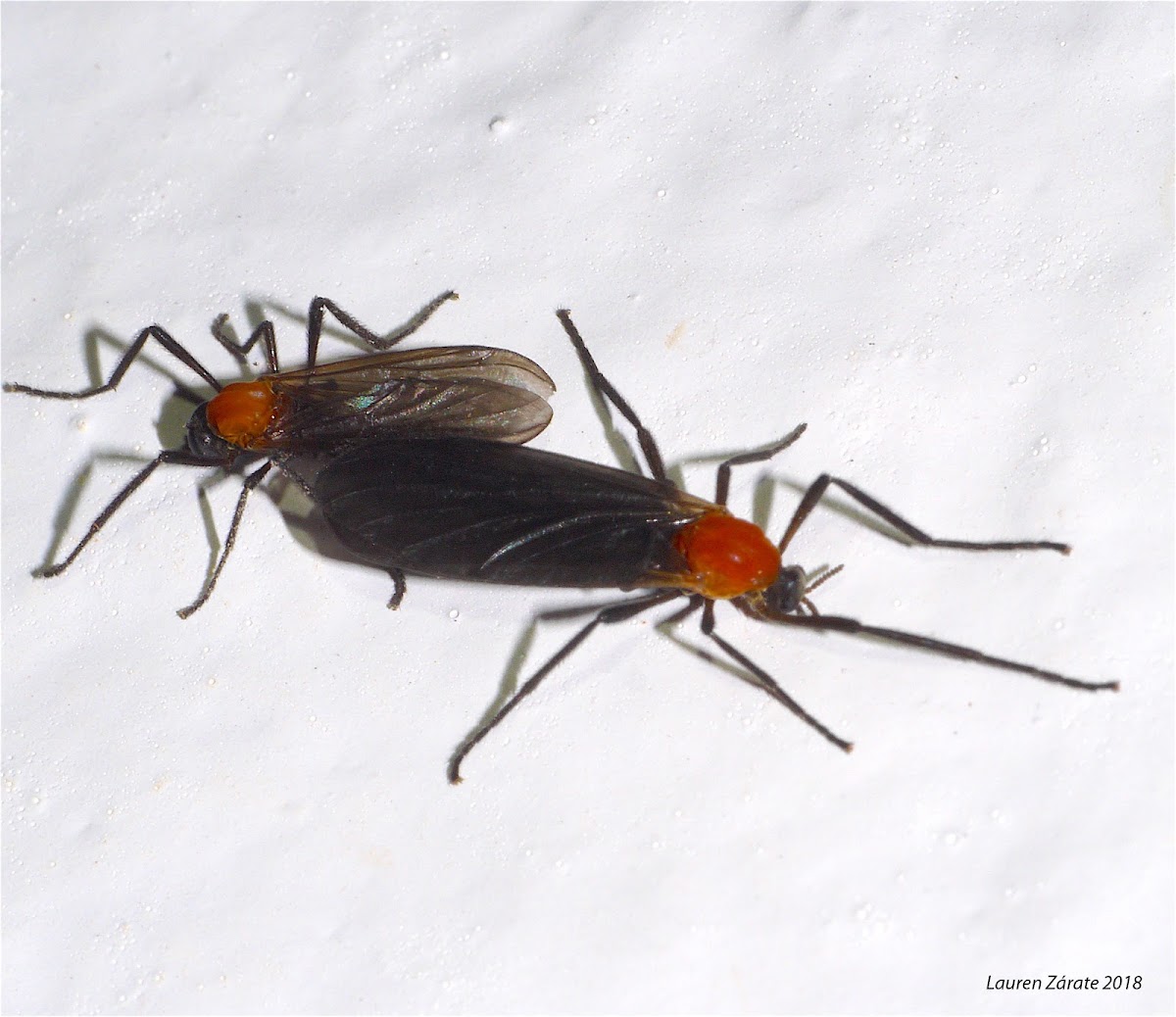 Bibionid Flies Mating