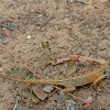 Oriental garden lizard