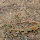 Oriental garden lizard