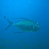 Longfin trevally