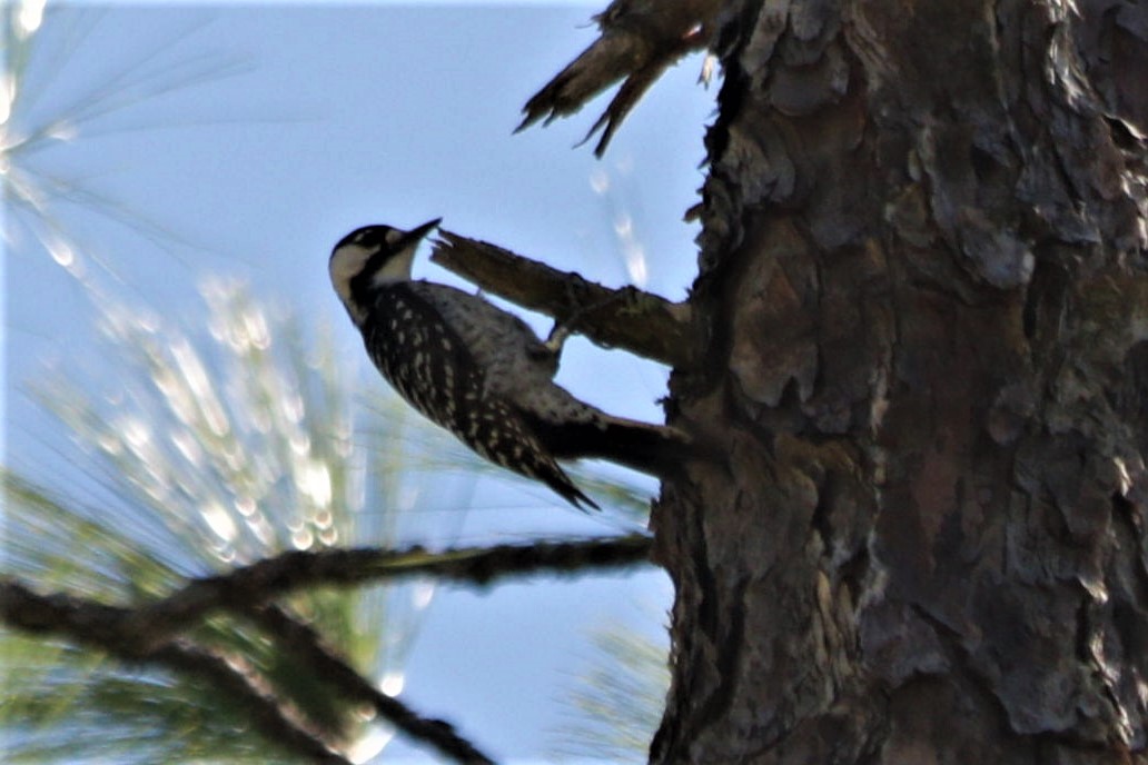 Red-cockaded Woodepecker