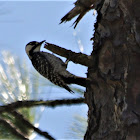 Red-cockaded Woodepecker