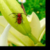 Red Milkweed Beetle