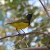 Olive-backed Sunbird (Male)